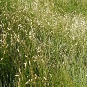 Buffalo Grass - Bouteloua Dactyloides