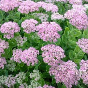 Butterfly Stonecrop - Hylotelephium Spectabile