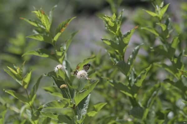 Buttonbush - Cephalanthus Occidentalis - Image 3
