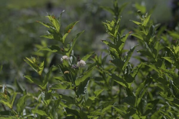 Buttonbush - Cephalanthus Occidentalis - Image 4