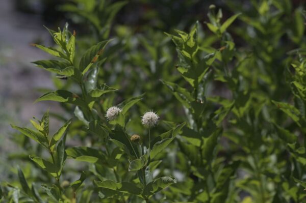Buttonbush - Cephalanthus Occidentalis - Image 5