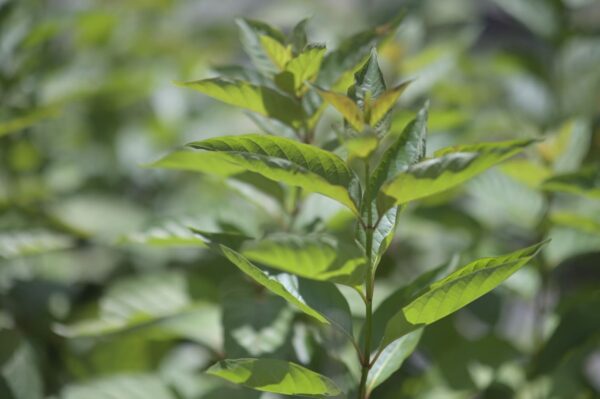 Buttonbush - Cephalanthus Occidentalis - Image 2