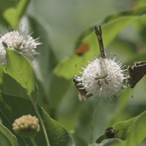 Buttonbush - Cephalanthus Occidentalis