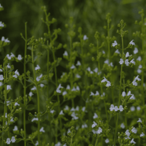 Walker's Low Catmint - Nepeta X Faassenii