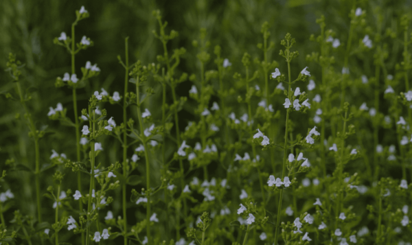 Walker's Low Catmint - Nepeta X Faassenii