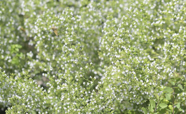 Walker's Low Catmint - Nepeta X Faassenii - Image 2