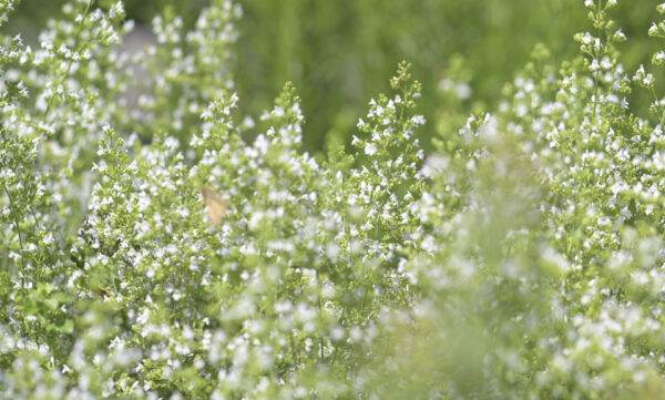 Walker's Low Catmint - Nepeta X Faassenii - Image 4