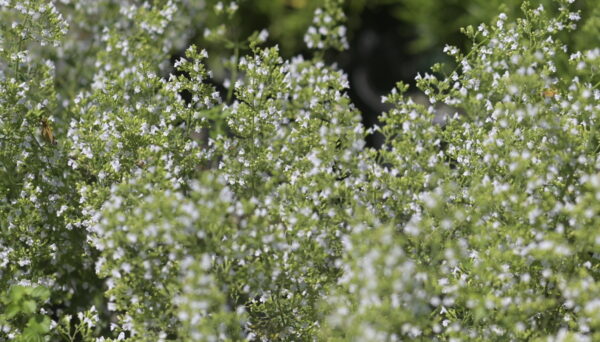 Walker's Low Catmint - Nepeta X Faassenii - Image 3