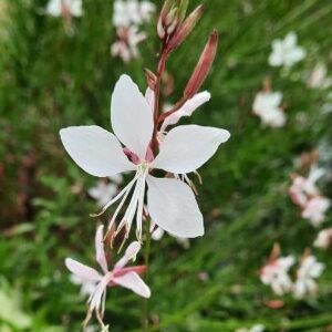 White Gaura-1Gal