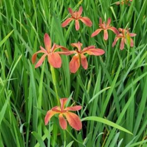 Copper Iris - Iris Fulva