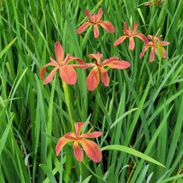 Copper Iris - Iris Fulva