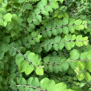 Coralberry - Symphoricarpos Orbiculatus