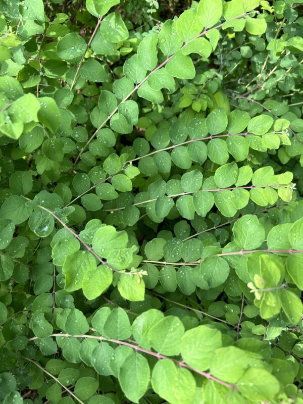 Coralberry - Symphoricarpos Orbiculatus