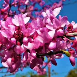 Eastern Redbud - Cercis Canadensis