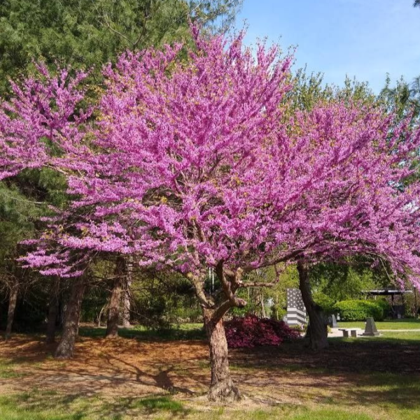 Eastern Redbud - Cercis Canadensis (5Gal)
