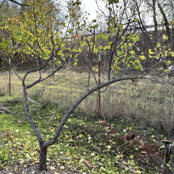 Eastern Redbud - Cercis Canadensis (5Gal) - Image 6
