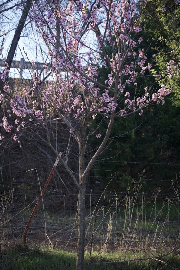 Eastern Redbud - Cercis Canadensis (5Gal) - Image 8