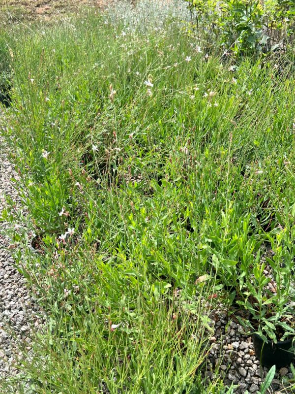 White/Pink Gaura - Gaura Lindheimeri - Image 2