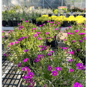 Photo of an iceplant at MWPN