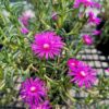 Ice Plant - Delosperma Cooperi - Image 3