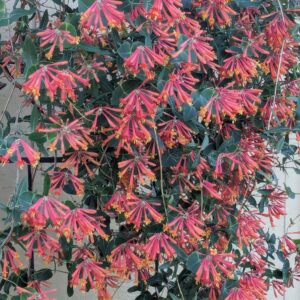 Coral Honeysuckle - Lonicera Sempervirens (1Gal)