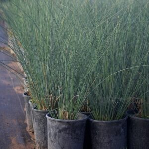Juncus - Juncus Effuses (1Gal)