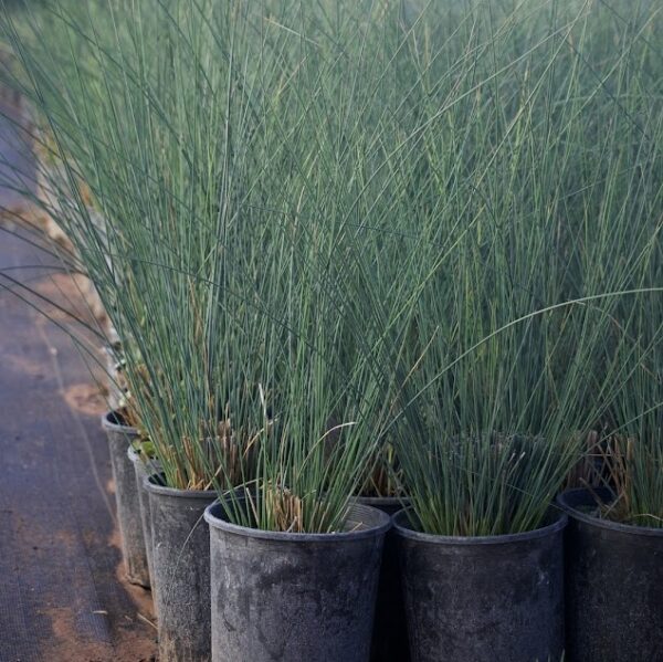 Juncus - Juncus Effuses (1Gal)