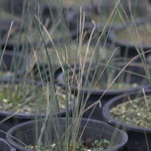 Juncus - Juncus Effuses