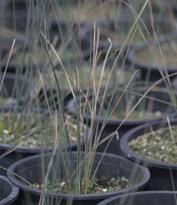 Juncus - Juncus Effuses