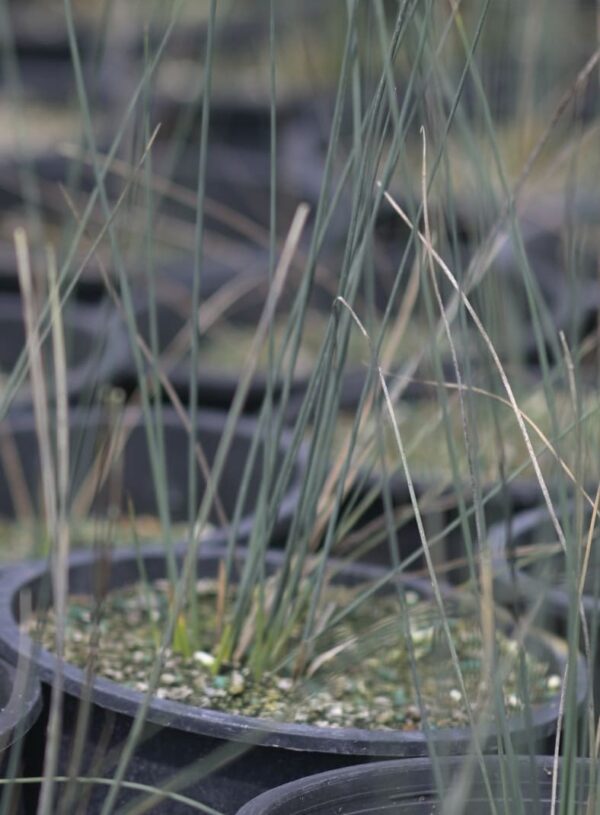 Juncus - Juncus Effuses - Image 2