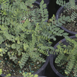 Leadplant - Amorpha Canascens