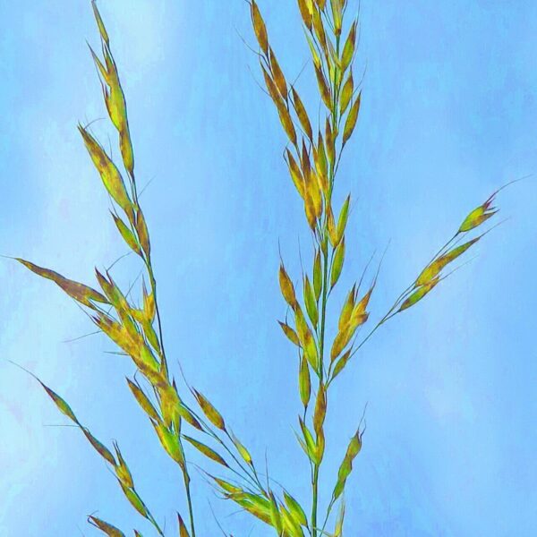 Little Bluestem - Schizachyrium Scoparium (1 Gal) - Image 3