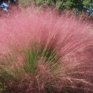Pink Muhly Grass - Muhlenbergia Capillaris