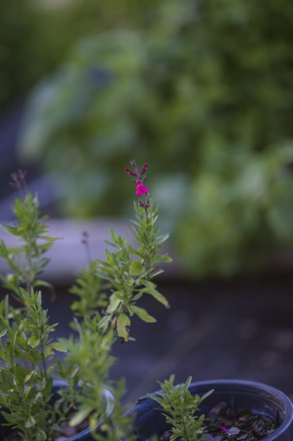 Pink Salvia - Salvia Greggii - Image 2