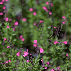 Pink Salvia - Salvia Greggii