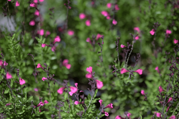 Pink Salvia - Salvia Greggii
