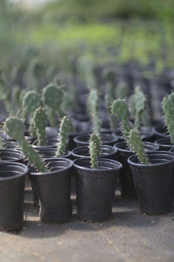 Prickly Pear Cactus - Opuntia Basilaris - Image 2