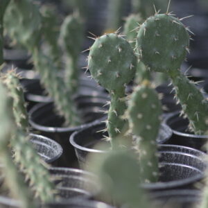 Prickly Pear Cactus - Opuntia Basilaris