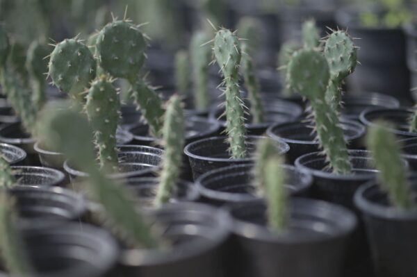 Prickly Pear Cactus - Opuntia Basilaris - Image 4