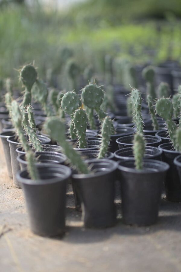 Prickly Pear Cactus - Opuntia Basilaris - Image 3