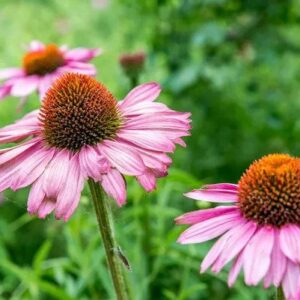Purple Coneflower - Echinacea Purpurea