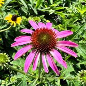 Purple Coneflower