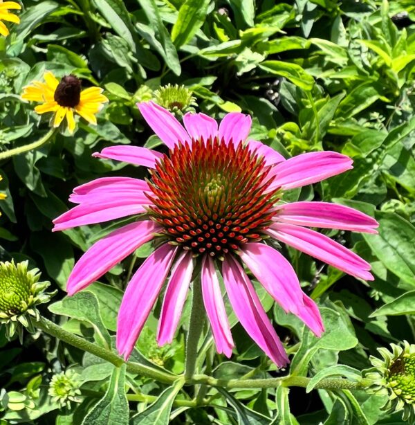 Purple Coneflower - Echinacea Purpurea - Image 3