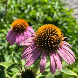 Purple Coneflower