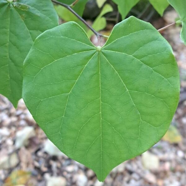 Eastern Redbud - Cercis Canadensis (5Gal) - Image 4
