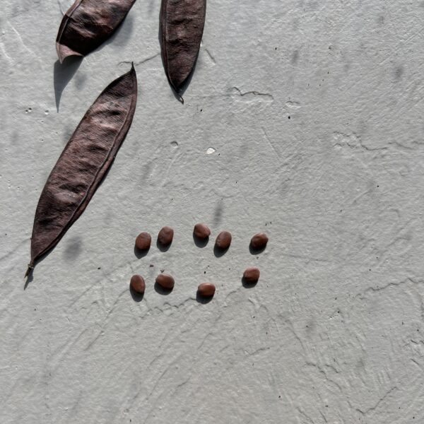 Eastern Redbud - Cercis Canadensis (5Gal) - Image 7