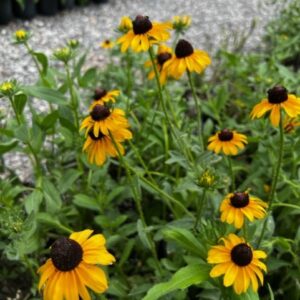 Grand Coneflower - Rudbeckia Maxima