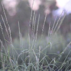 Sideoats Grama - Bouteloua Curtipendula