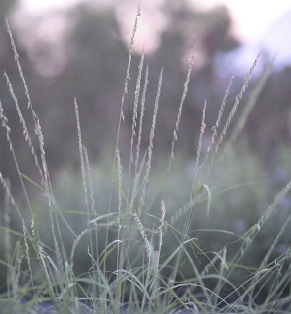 Sideoats Grama - Bouteloua Curtipendula