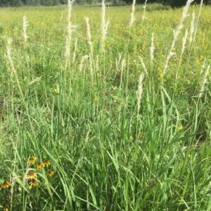 Silver Bluestem - Bothriochloa Laguroides